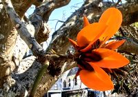 Blüte des Wiliwili oder Korallenbaum in Port Eisabet