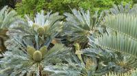 Botanischer Garten Kirstenbosch 