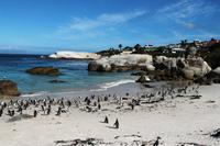 Boulder`s Beach