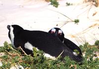 Boulders Beach - Pinguine