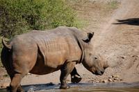 Breitmaul-Nashorn im Kariega-Wildpark 