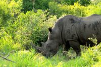 Breitmaulnashorn