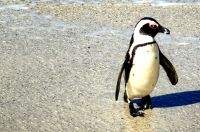 Brillenpinguin kommt aus dem Wasser