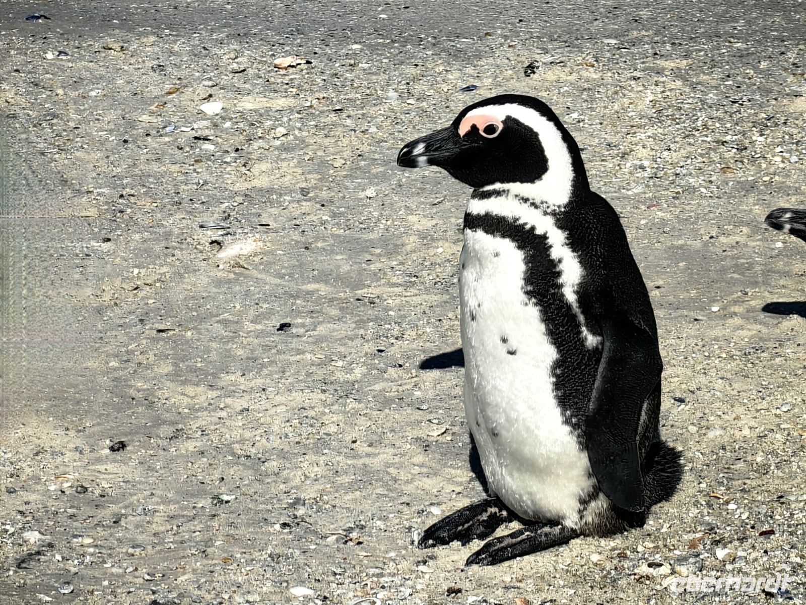 Brillenpinguin