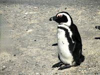 Brillenpinguin