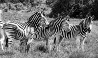Die Pyjamas aufgereiht im Addo