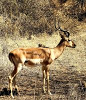 Ein Impala 