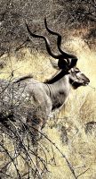 Ein männliches Kudu zieht an uns vorbei