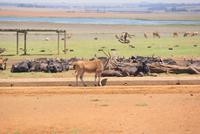 Eland Antilopen