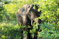 Elefant