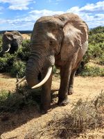 Elenfanten im Addo