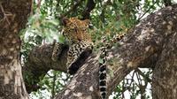 Empfangskomitee - Leopard