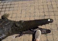 Erstes Krokodil
