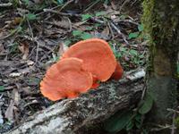 Farbtupfer am Boden