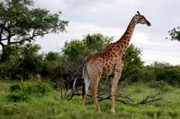 Giraffe mit Baby