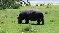 Happy Hippo