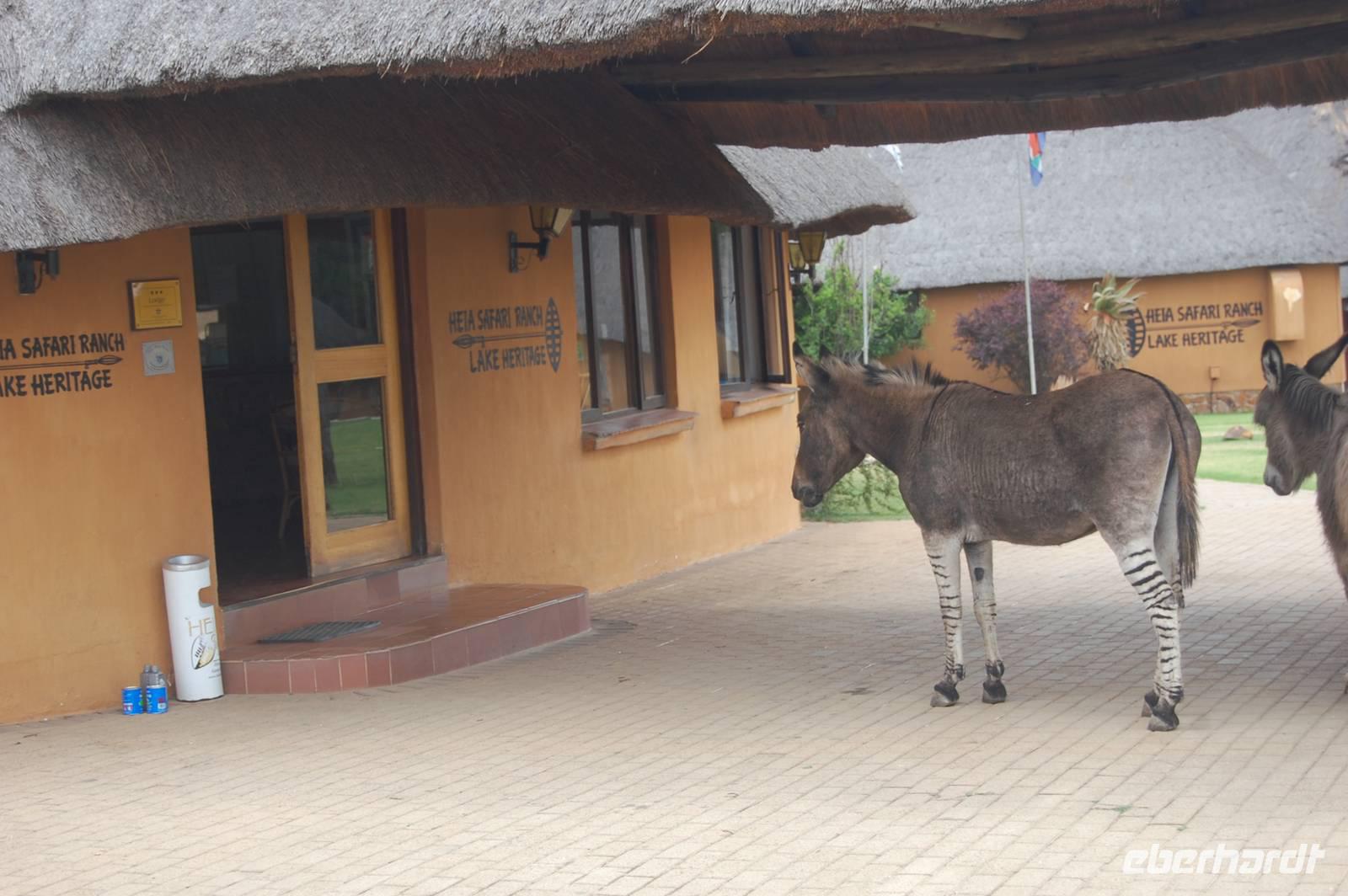 Heia Safari Ranch