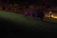Hippo Hollow Estate - Dinner mit Hippos