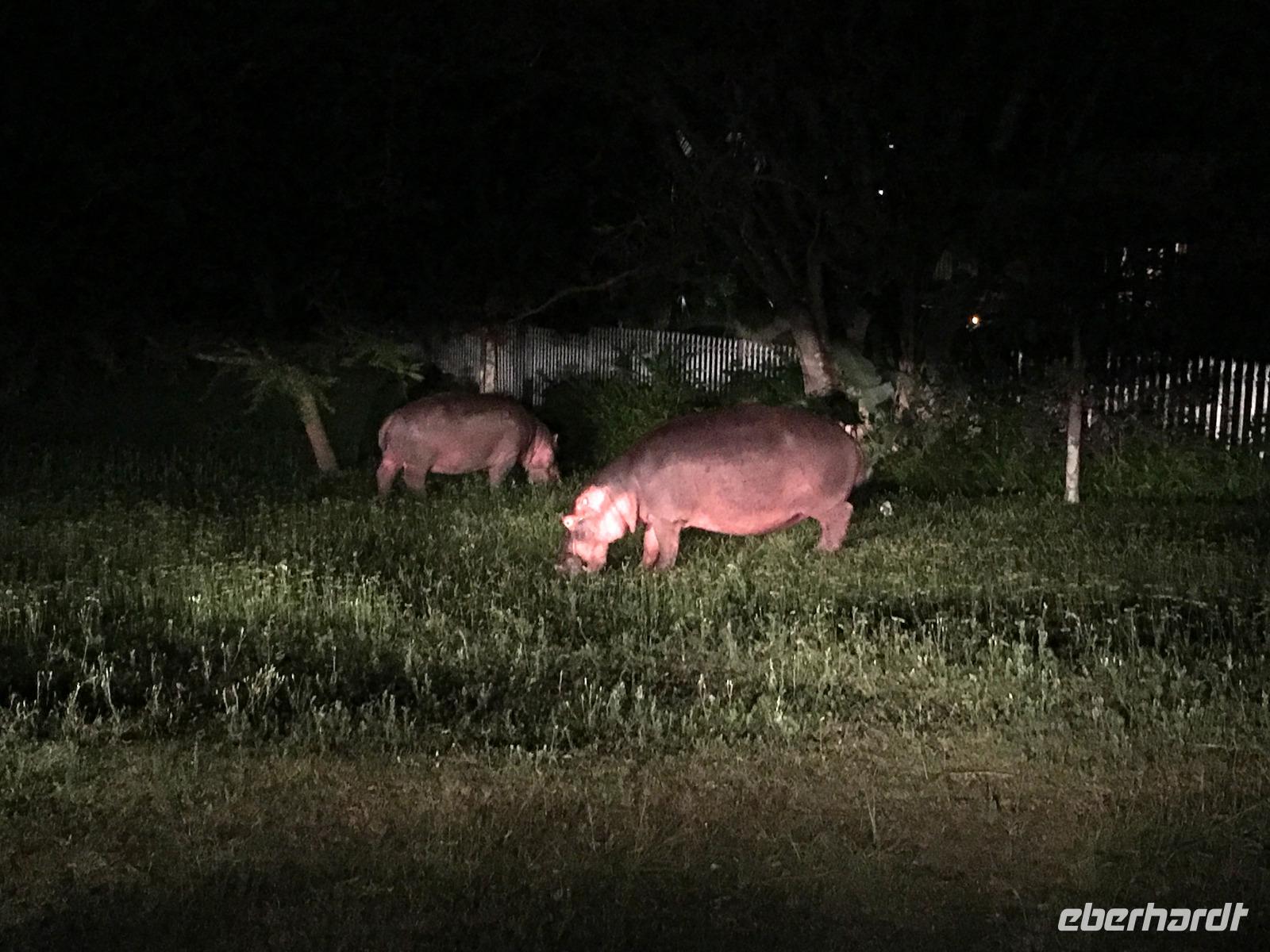 Hippos bei der 