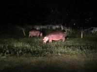 Hippos bei der 