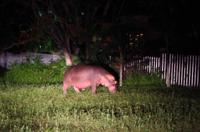 Hippos bei der 