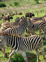 Hluhluwe Nationalpark: Zebras
