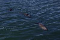 Hout Bay - Robben