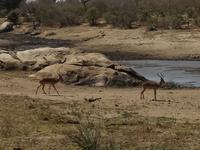 Impalas