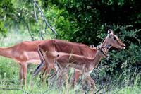 Impalas