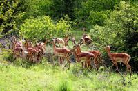 Impalas