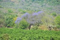 Jacaranda Bäume