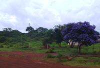 Jacaranda Baum
