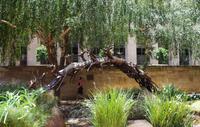 Johannesburg - Impala Springbrunnen