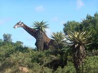 Kariega (Giraffe im Lodge-Bereich)