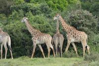Kariega Game Reserve