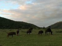 Kariega Wildreservat
