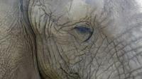 Knysna Elephant Park