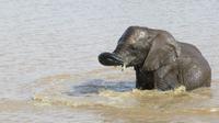 Knysna Elephant Park