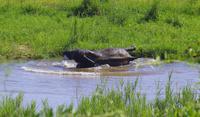 Krüger Nationalpark - Afrikanischer Elefant