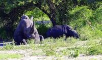 Krüger Nationalpark - Breitmaulnashorn