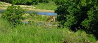 Krüger Nationalpark - Giraffe