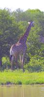 Krüger Nationalpark - Giraffe