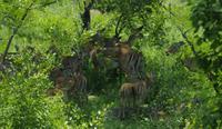 Krüger Nationalpark - Impala