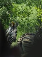 Krüger Nationalpark - Steppenzebra