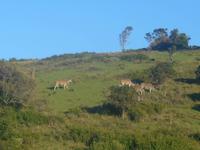 Morgen-Safari am 27.02. - Eland-Antilopen