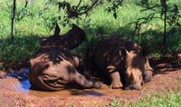 Nashorn Nachwuchs