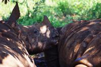 Nashorn Nachwuchs