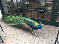 Pfau im 