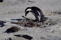 Pinguin-Kolonie am Boulders Beach