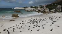 Pinguine am Boulders Beach